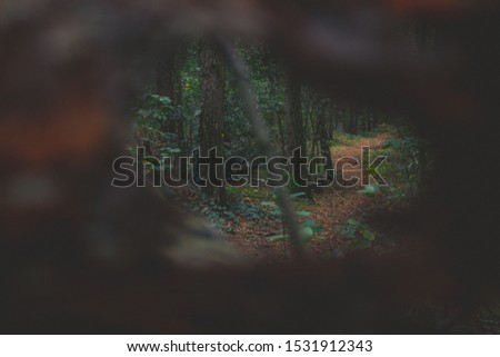 This beautiful forest pictures were taken in a German forest at a rainy day.