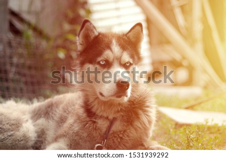 Arctic Malamute with blue eyes muzzle portrait close up. This is a fairly large dog native type