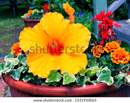 A pot of yellow hibiscus rosa-sinensis flower blooming with rain drop on the petal in a garden.