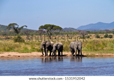 Three bull elephants drink at leisure from the Great Ruaha River close to its confluence with the Mdonya river. Royalty-Free Stock Photo #1531952042