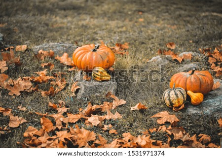 Autumn festival of harvest of decorative pumpkins.Different varieties of squashes and pumpkins.

