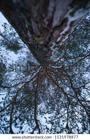 Snowy winter pine from below with branches spreading out.