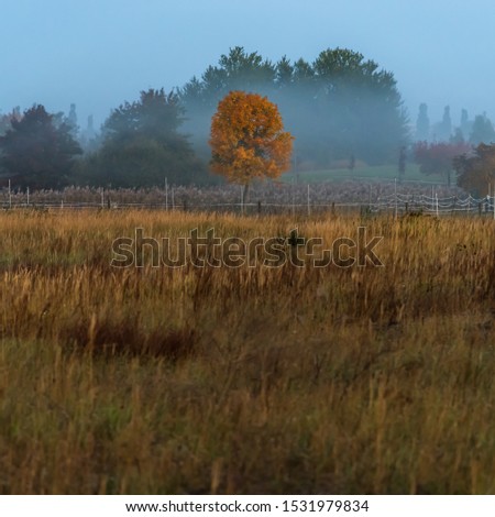 Single tree in autumn dress in the center of the picture