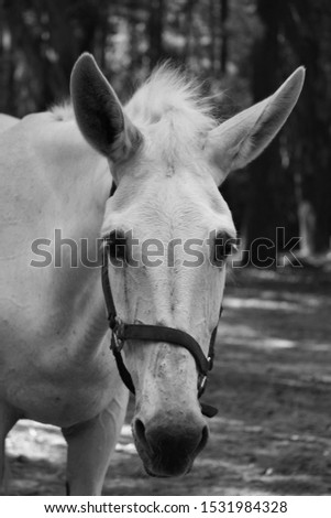 black and white mule facing you portrait photography
