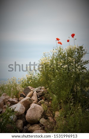 wild poppys and summer flowers with rocks