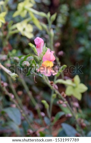 Antirrhinum is a genus of plants commonly known as dragon flowers or snapdragons because of the flowers' fancied resemblance to the face of a dragon 