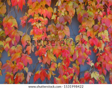 Red leaves - Virginia Creeper, Parthenocissus quinquefolia - wild grape