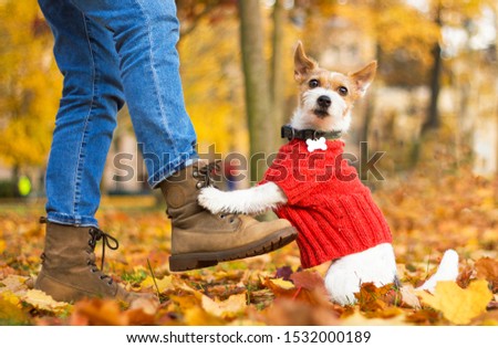Funny, service dog Jack Russell Terrier sitting at the feet of a man in the park. Happy womens next to the owner's bootkomi on an autumn day. Pet wearing a sweater, outdoors or outside. Royalty-Free Stock Photo #1532000189