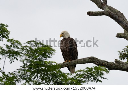 An American Bald Eagle perched against a white sky.