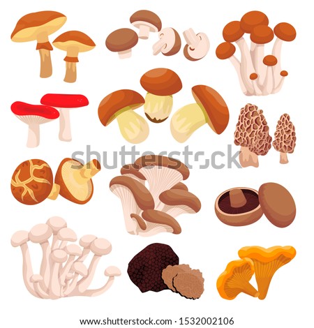 Mushrooms collection, isolated on white background. Vector flat cartoon illustration. Food ingredients design elements. Autumn harvest of forest edible mushrooms. Royalty-Free Stock Photo #1532002106