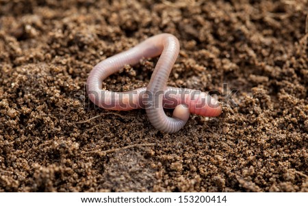 Earthworm in soil - closeup shot