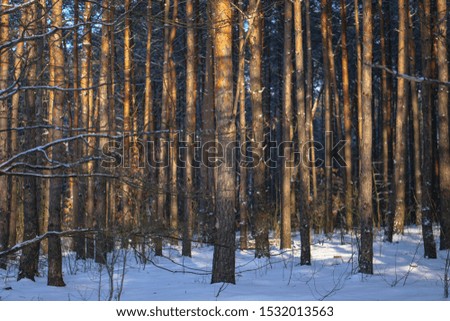 Beautiful winter landscape in a snowy forest. Beautiful Christmas trees in a snowdrift and snowflakes. Stock photo for new year