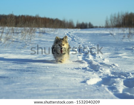 Beautiful pretty pet in a park in a forest in winter after a snowfall. Snowy landscape with a small dog. Christmas and New Year picture for design