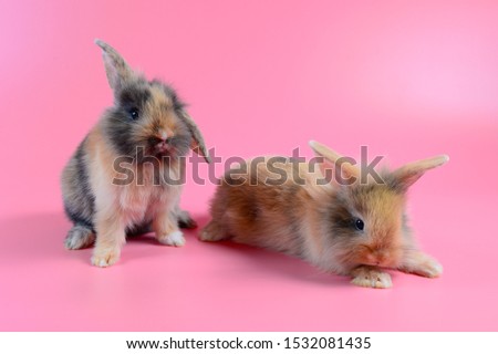 two fluffy brown rabbit sit on clean pink background