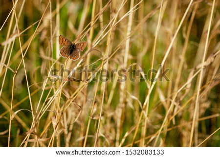 Butterfly sits on brown grass in autumn