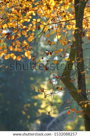 Autumn in the park.
Autumn landscape - a park of orange trees and fallen autumn leaves. Colorful sunny autumn scene. Beautiful leaves in front of the sun.