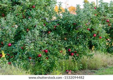 Grove of Red Apple Trees