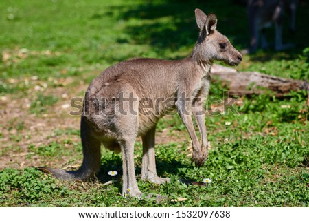 Red-necked wallaby ( Macropus rufogriseus) .