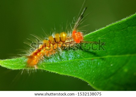 A caterpillar on leaf in nature
