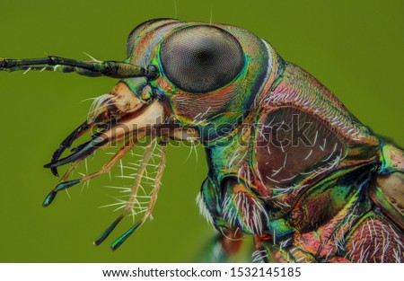 A small tiger beetle in Mongcai