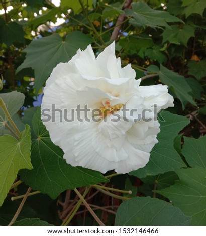 Hibiscus mutabilis plant, auspicious Thai medicinal properties that should be planted Is a plant that flowers can change color up to 3 colors within 1 day. The leaves are very beautiful .
