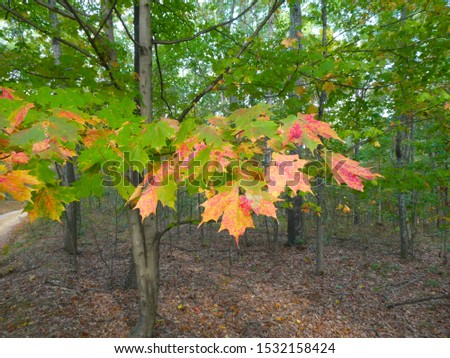 Closeup of sugar maple (Acer saccharum) leaves changing color in the fall. Royalty-Free Stock Photo #1532158424