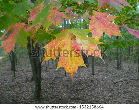 Closeup of sugar maple (Acer saccharum) leaves changing color in the fall. Royalty-Free Stock Photo #1532158664