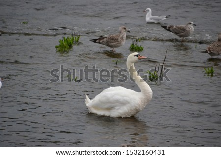 mute swan in a river in Ireland