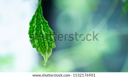 Close up bitter gourd in the vine agriculture background