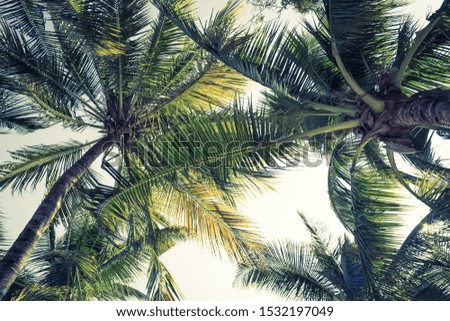 Beautiful coconut palm tree on blue sky and copy space for holiday travel leisure and vacation concept