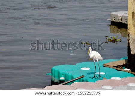 White winged egret are eating by the river with nature background. 