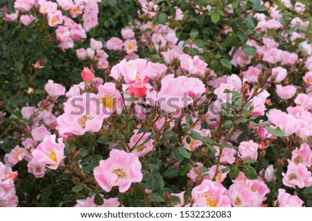 Pink roses in the botanical garden