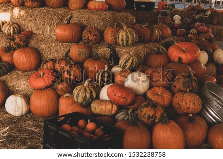 Aesthetic Stack at a Pumpkin Patch