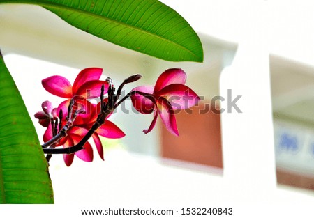 Pink tropical frangipani or plumeria flowers in sunlight and soft focus with space for copy design