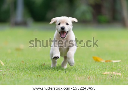 Happy puppy dog running on playground green yard Royalty-Free Stock Photo #1532243453