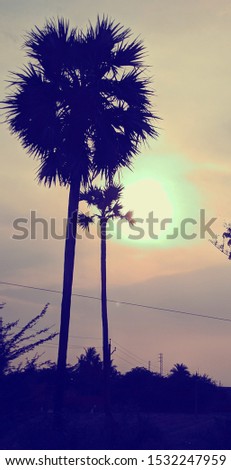 palm tree, unexpectedly came good pic