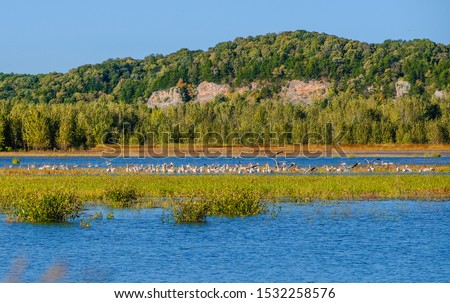 Beautiful view of Missouri River bluffs with white pelicans gathering on flood plain in front of the bluffs; fall in Missouri, Midwest