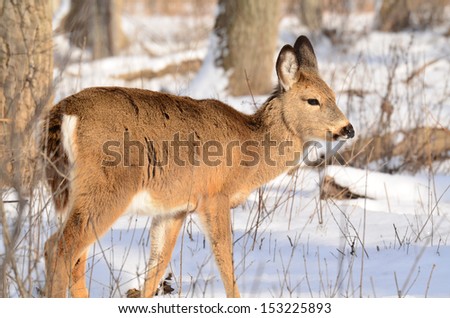 Young Whitetail Deer Royalty-Free Stock Photo #153225893