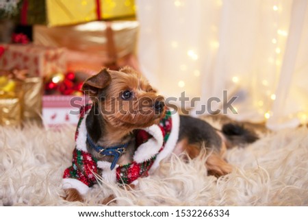 Happy New Year, Christmas, puppy. holidays and celebration, pet in the room the Christmas tree. dog dressed in a Christmas coat
