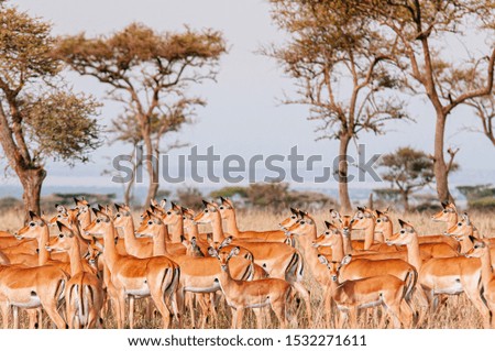 Large herd of African Impala in golden grass meadow of Serengeti Grumeti reserve Savanna forest - African Tanzania Safari wildlife trip during great migration Royalty-Free Stock Photo #1532271611
