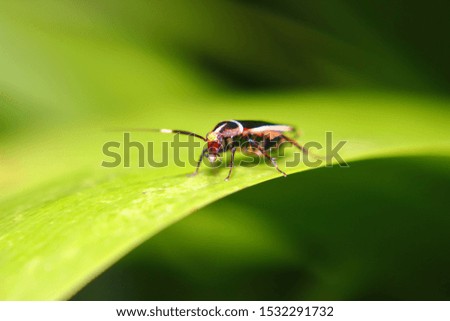 Black color insect view in close up for Macro Photography