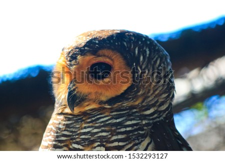 Owl view in close up for Nature & Bird Photography