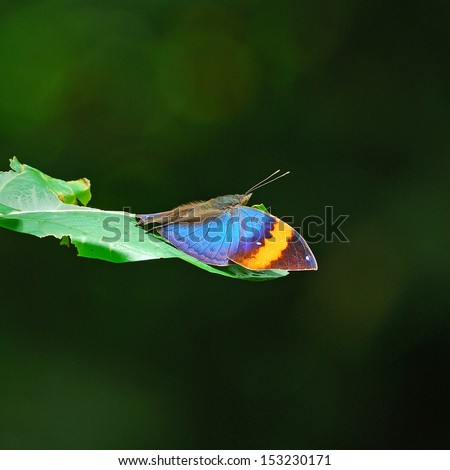 A beautiful Orange Oakleaf Butterfly on green background.(Kallima inachus).