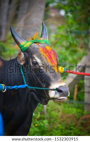 beautiful jallikattu Kangayam cattle bull on pongal harvest festival  bull taming sport
