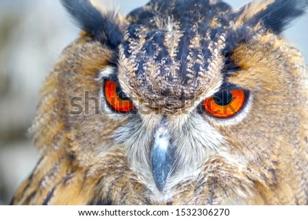 the Photo of an beautiful Owl