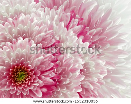 chrysanthemums flowers. light pink and white  background. floral collage. flower composition. Nature.