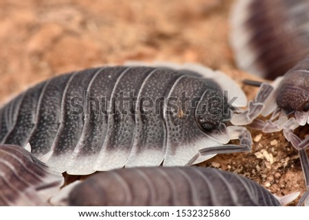 Wood louse Poercelio werneri in nature
