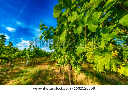 green grapes in summer vine yard