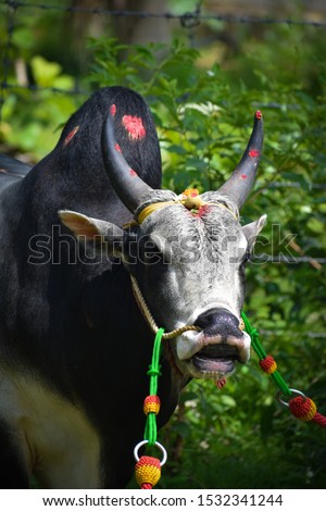 jallikattu Kangayam cattle bull on pongal harvest festival  bull taming sport tamilnadu 