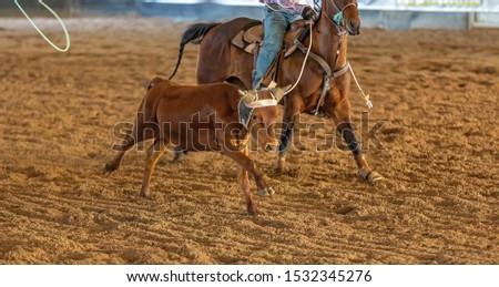 A calf being lassoed by cowboys on horseback in a team calf roping competition at a country rodeo